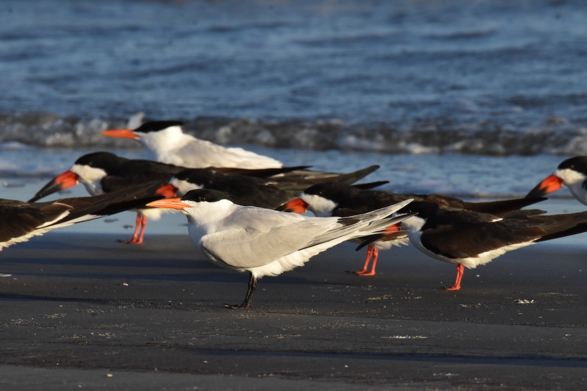 Royal Tern - ML652883070