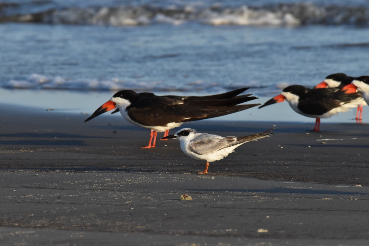 Forster's Tern - ML652883092