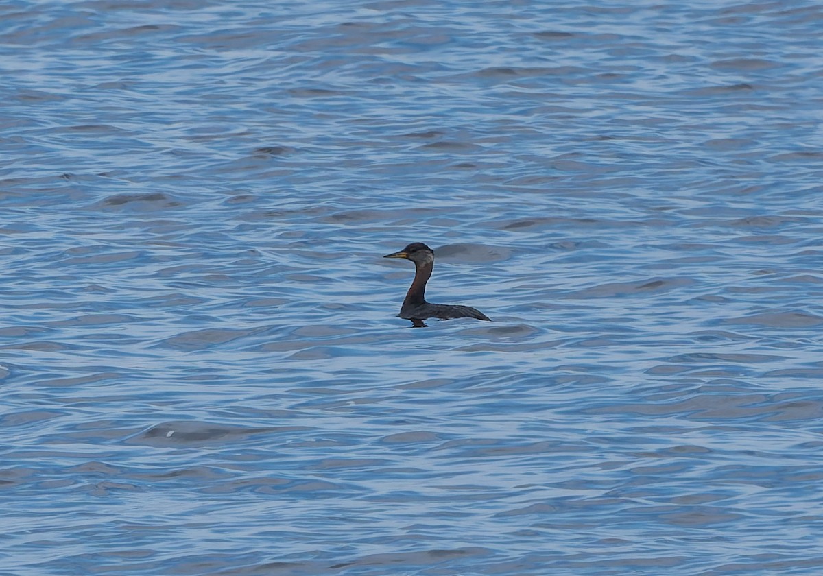 Red-necked Grebe - ML652883107