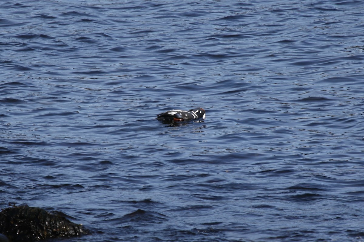 harlekinand - ML652883108