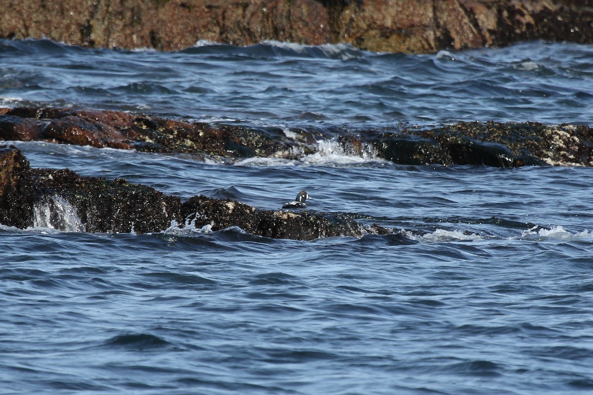 harlekinand - ML652883109