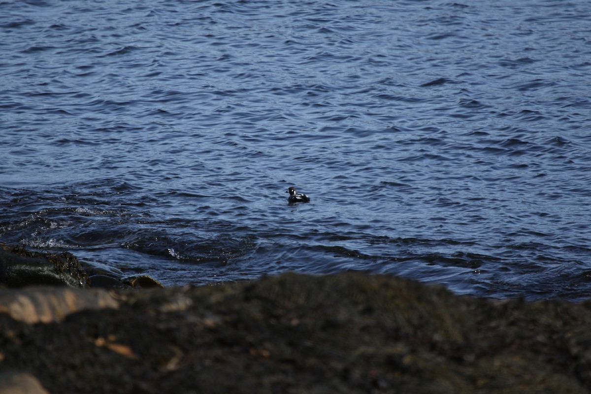 harlekinand - ML652883111