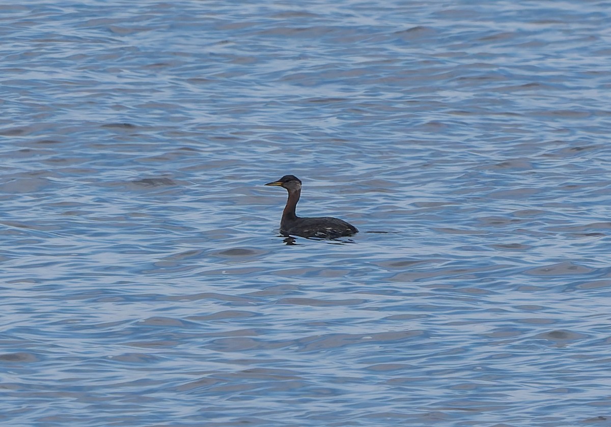 Red-necked Grebe - ML652883121
