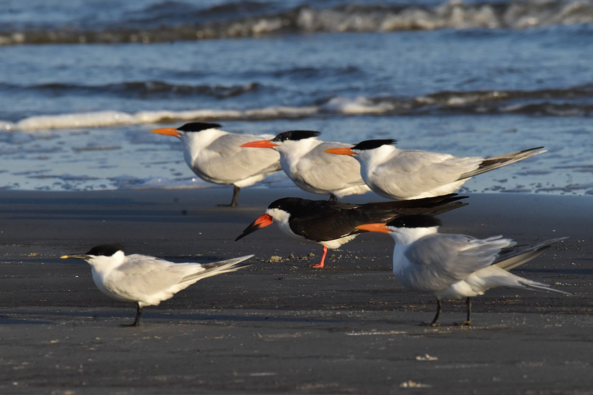 Royal Tern - ML652883125
