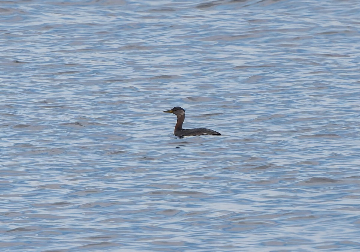 Red-necked Grebe - ML652883130