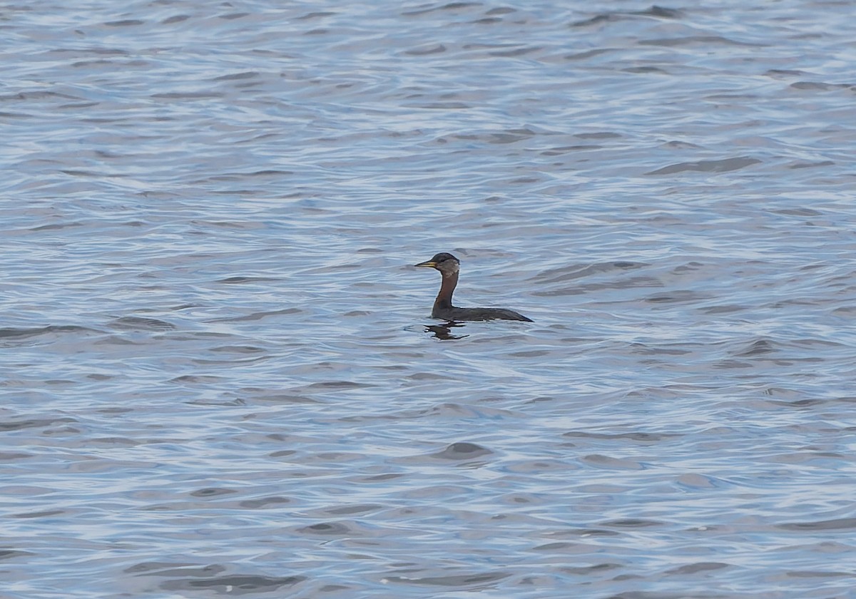Red-necked Grebe - ML652883138