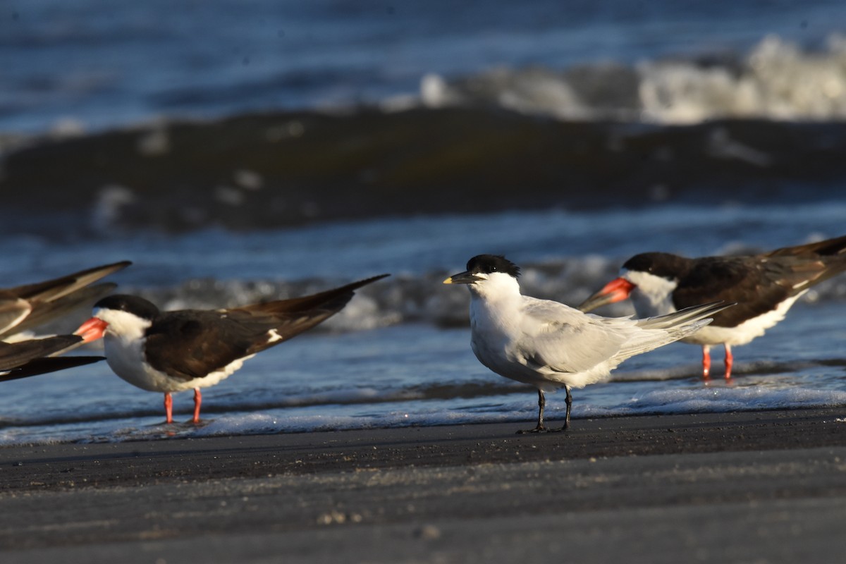 Sandwich Tern - ML652883157