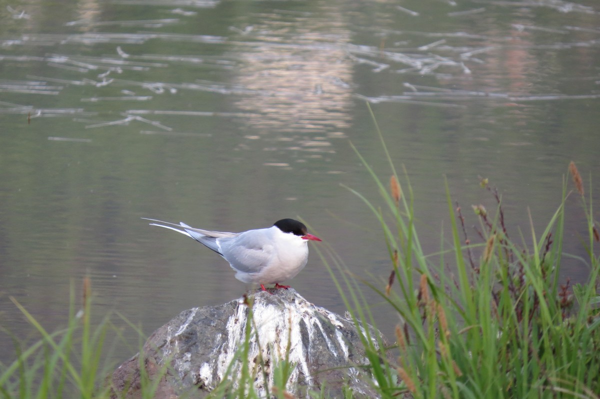 rybák dlouhoocasý - ML652883183