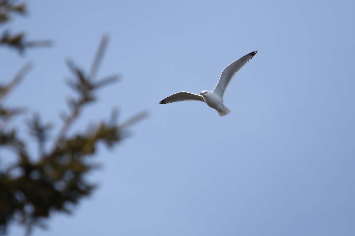 amerikagråmåke - ML652883209