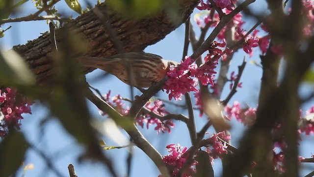 House Finch - ML652883246