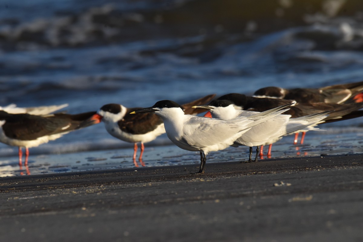 Sandwich Tern - ML652883247