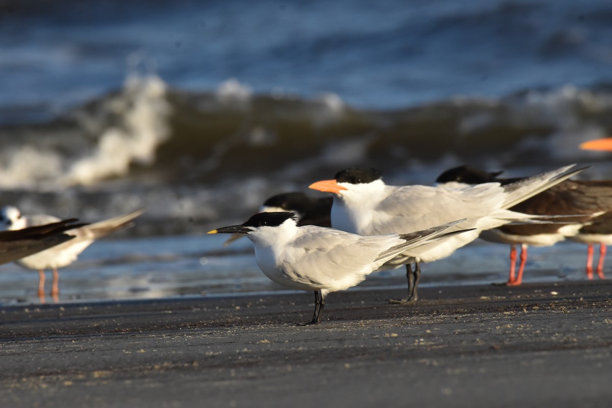Sandwich Tern - ML652883272