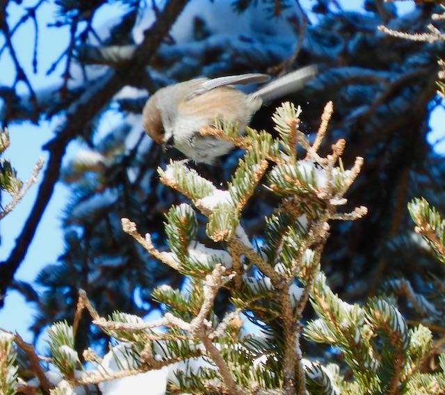 sýkora severní - ML652883276