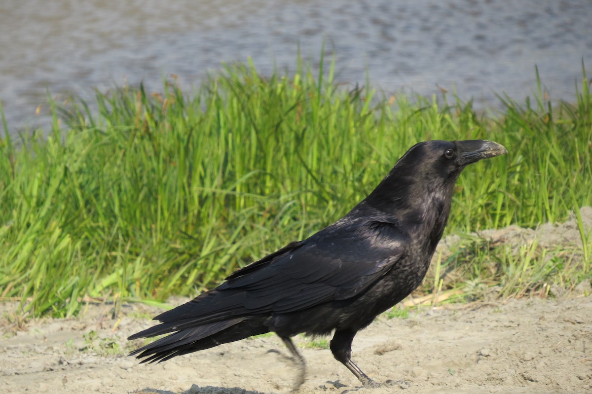 krkavec velký - ML652883287