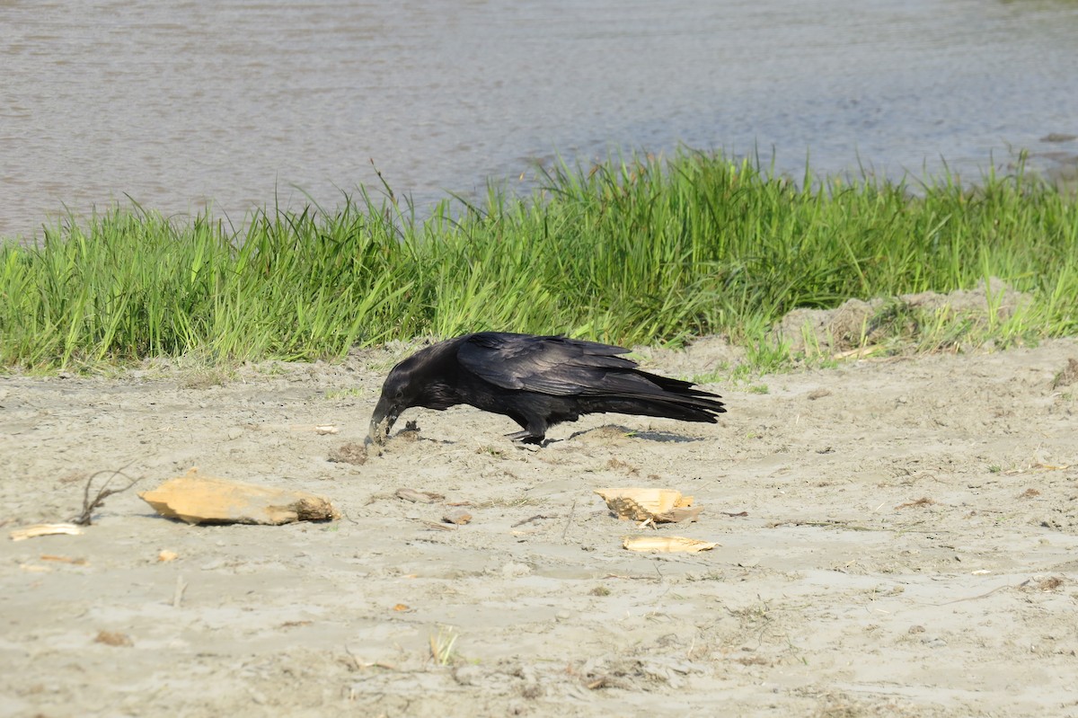 krkavec velký - ML652883288