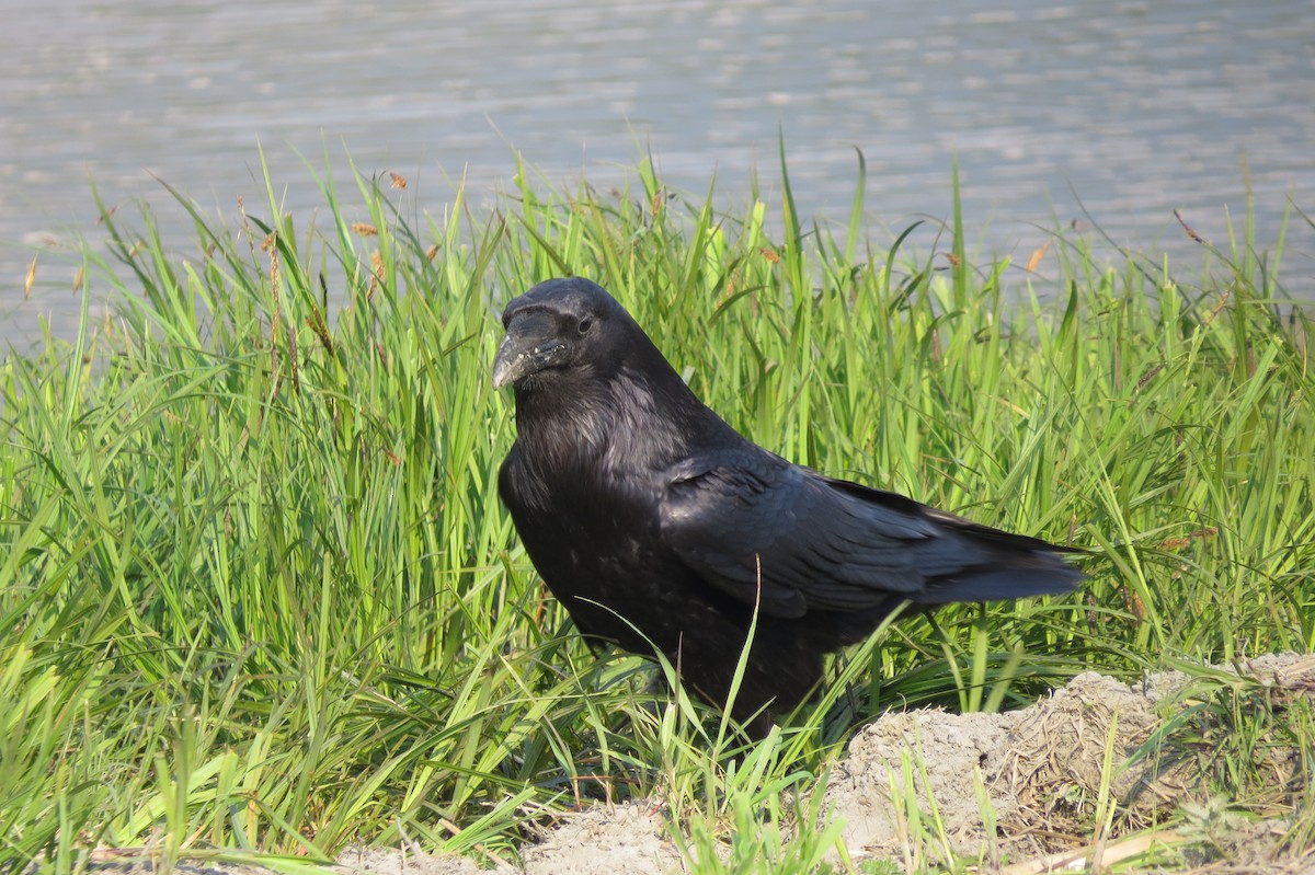 krkavec velký - ML652883289