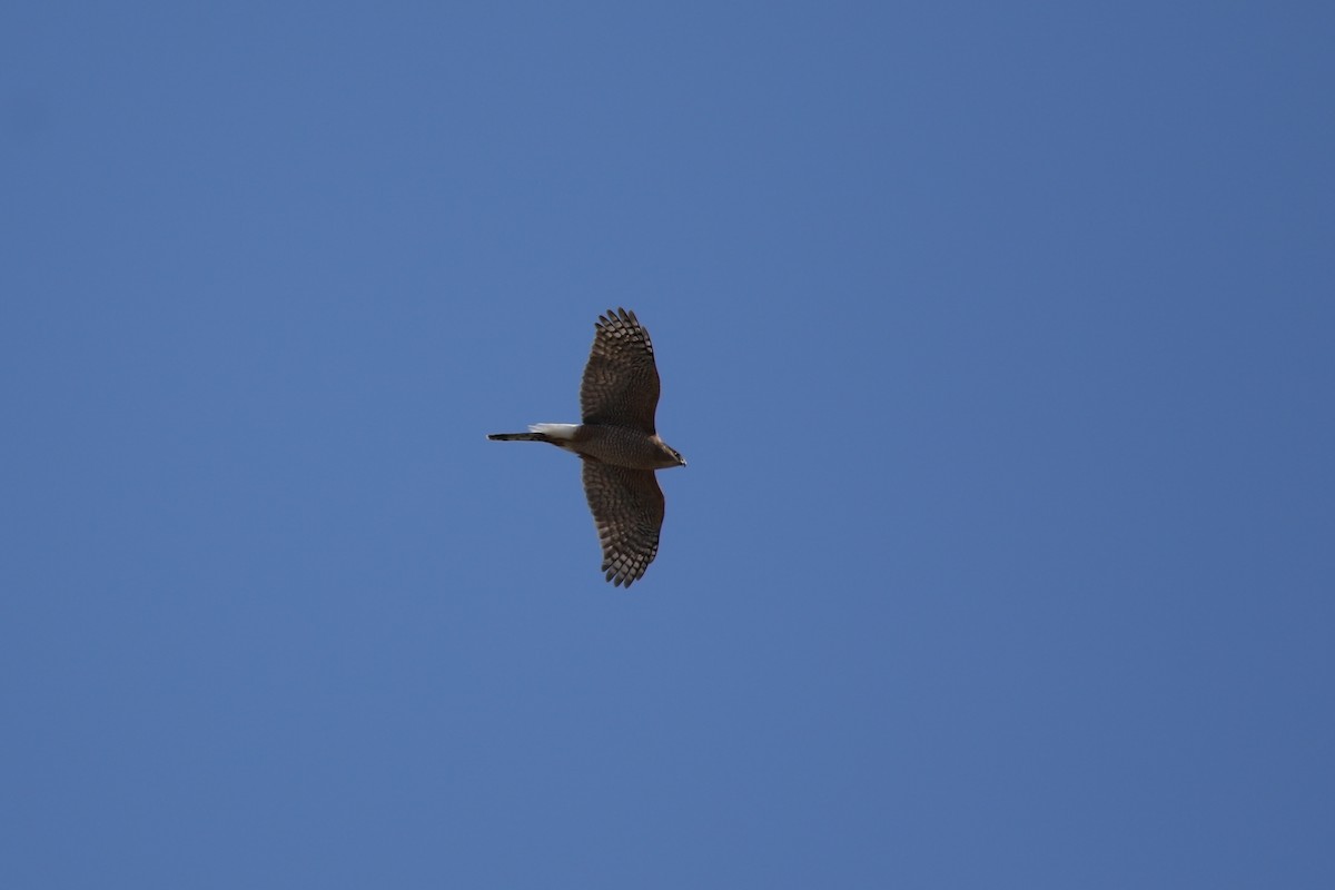 trostehauk - ML652883312