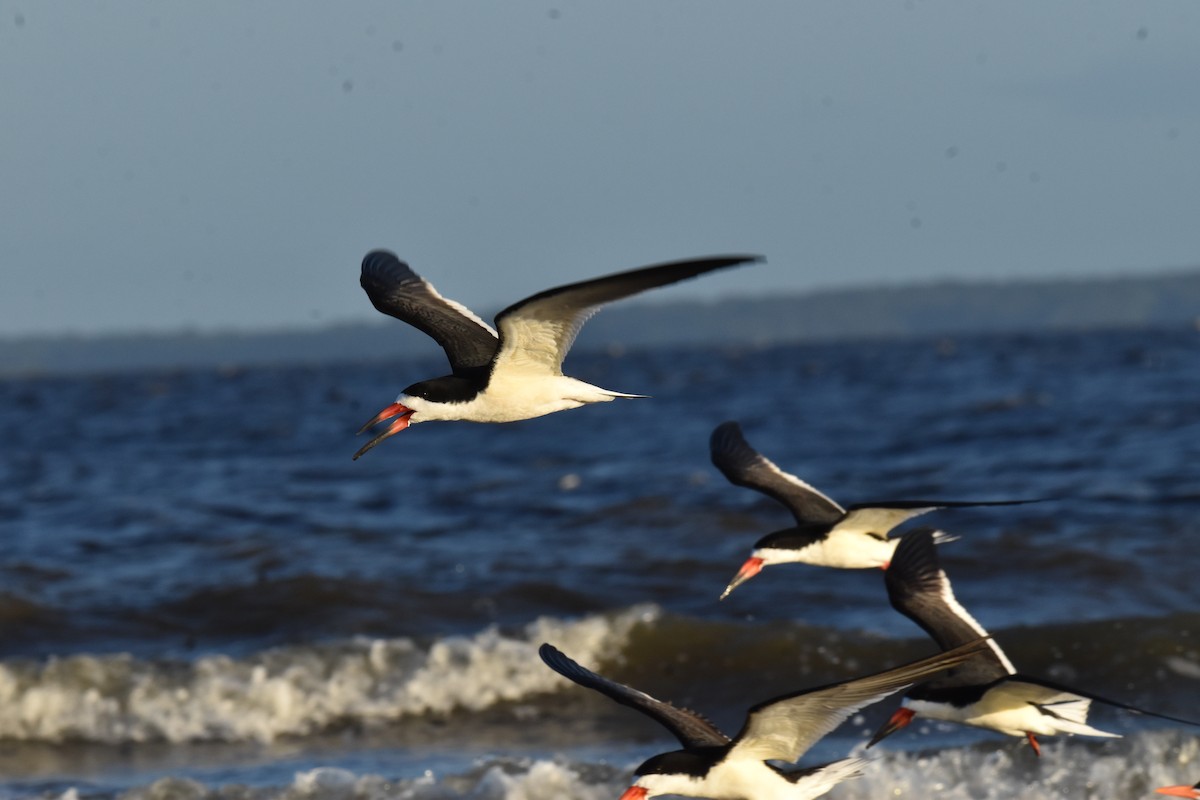 Black Skimmer - ML652883323