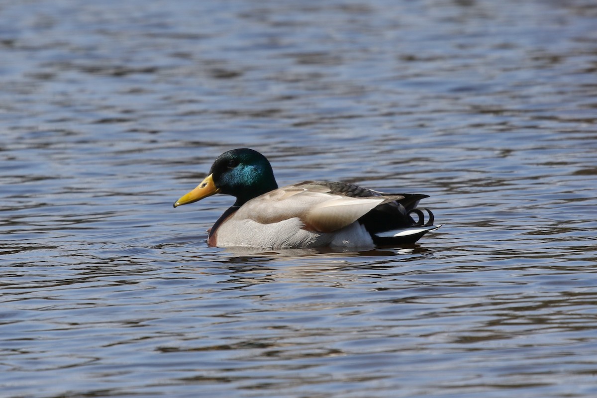 stokkand - ML652883339