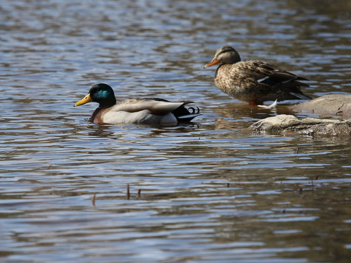 stokkand - ML652883340