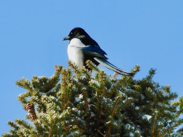 straka americká - ML652883365