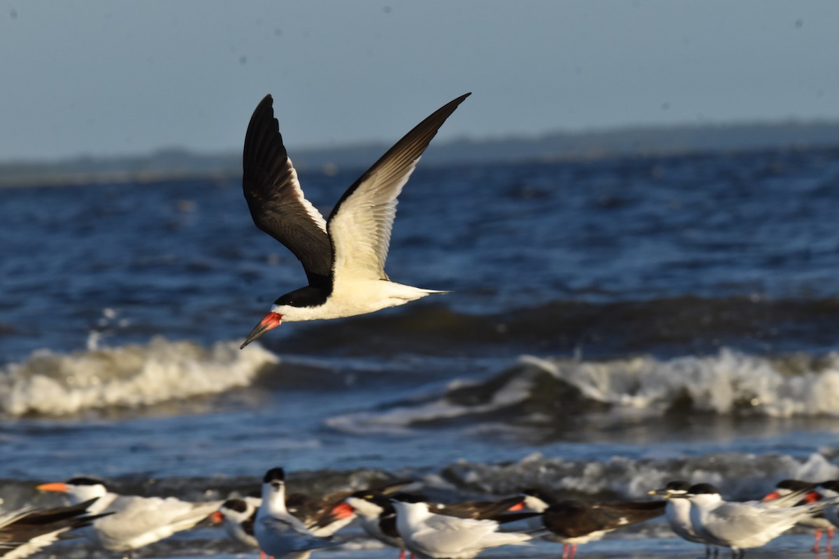 Black Skimmer - ML652883367