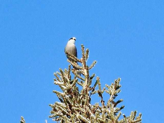 sojka šedá [skupina canadensis] - ML652883368