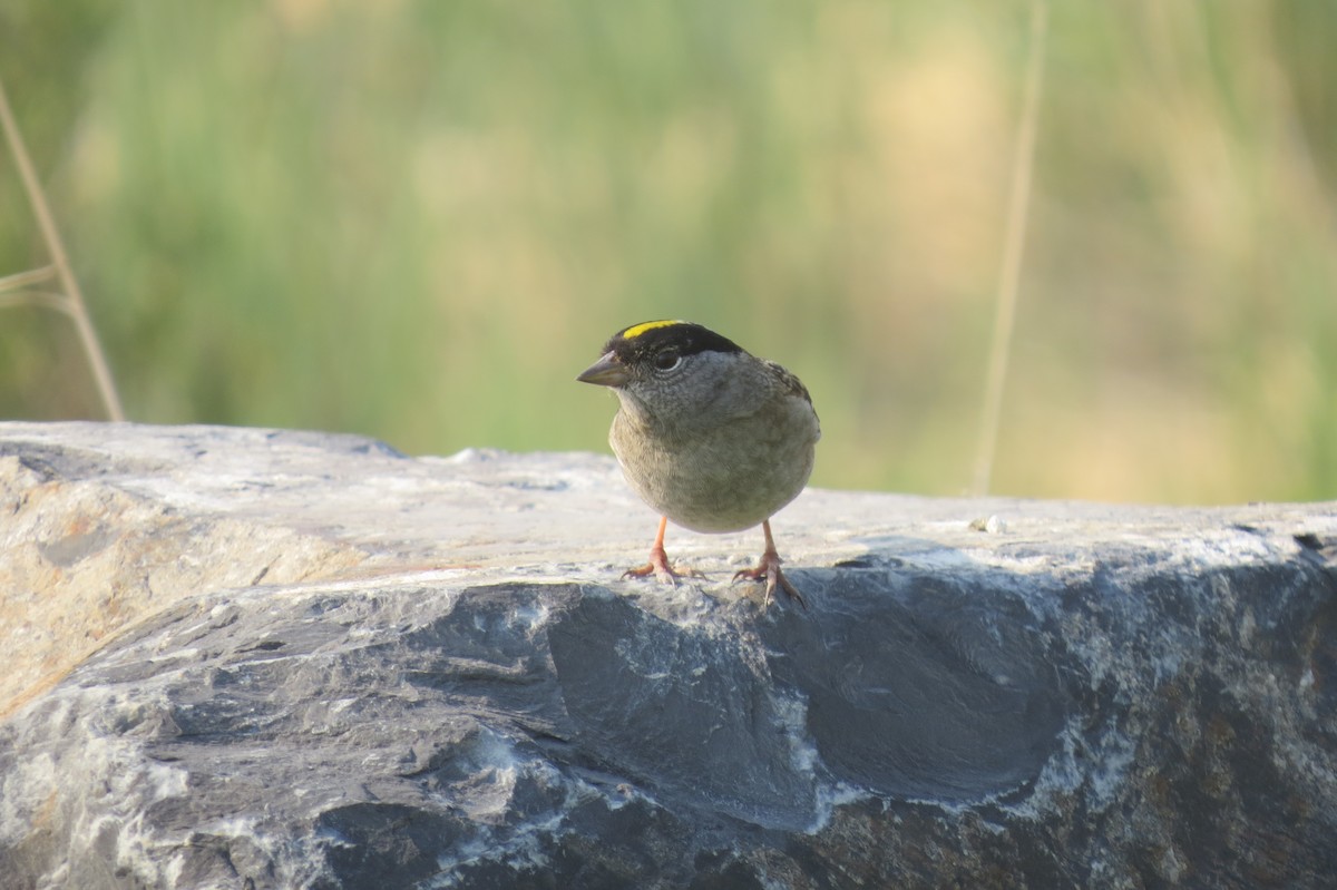 Golden-crowned Sparrow - ML652883388