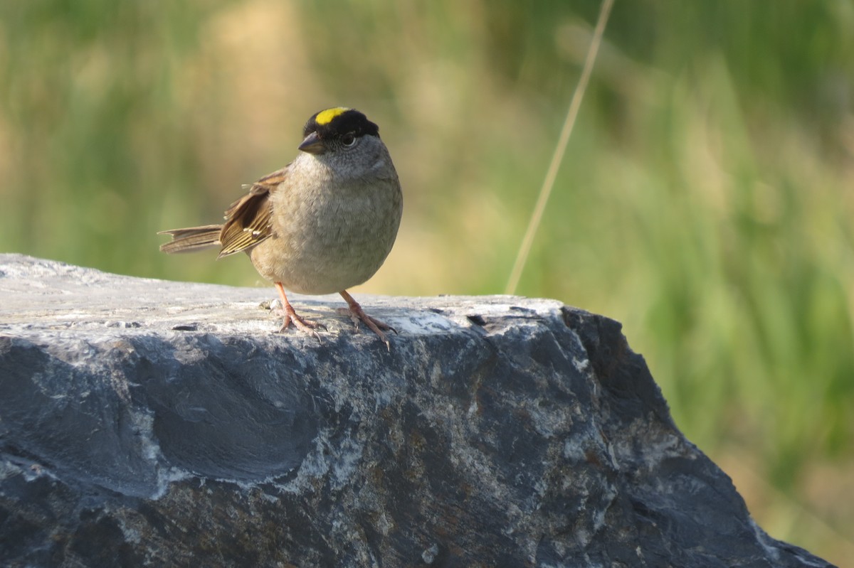 Golden-crowned Sparrow - ML652883389