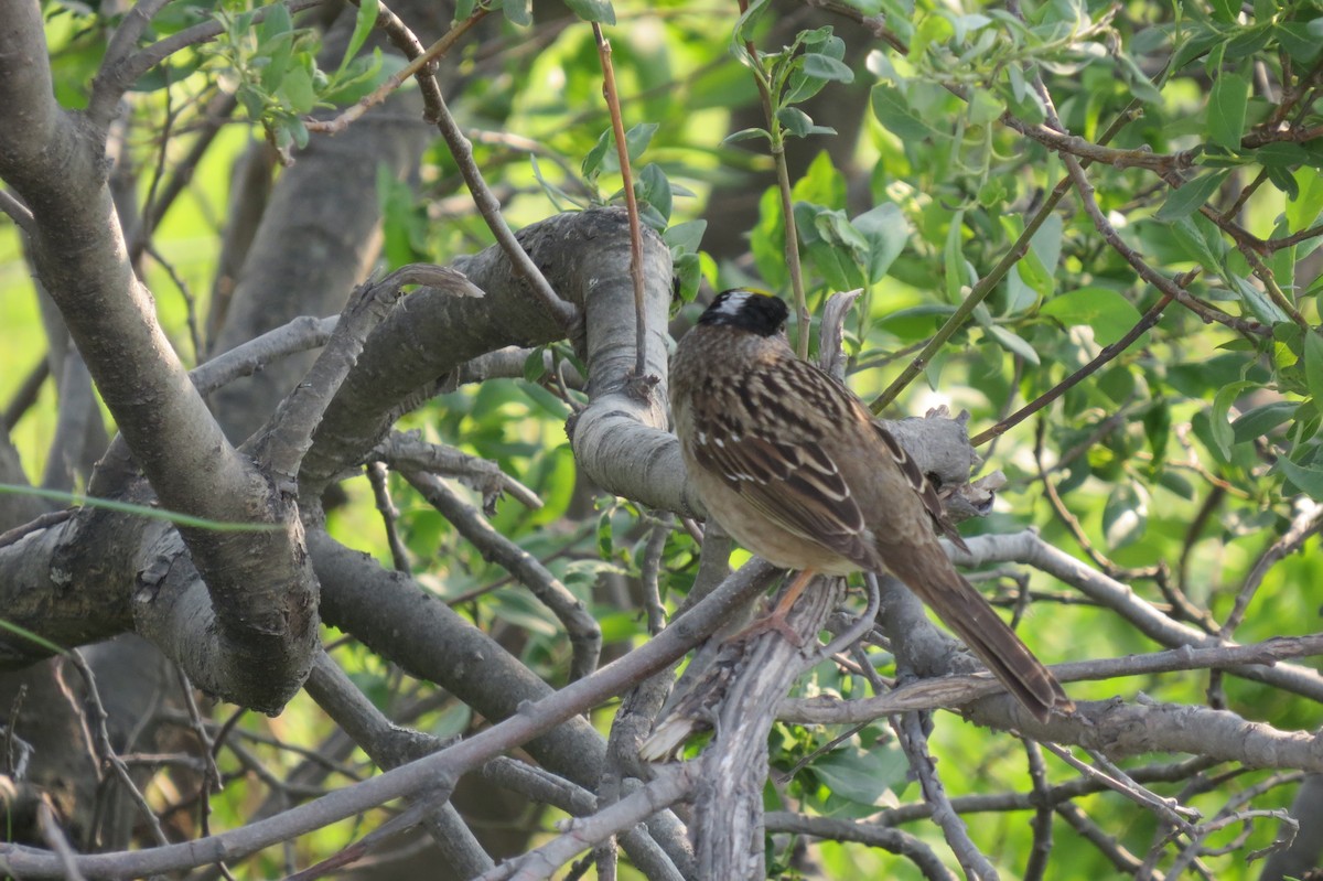 Golden-crowned Sparrow - ML652883390