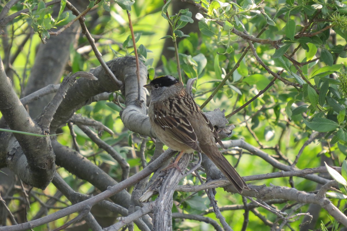 Golden-crowned Sparrow - ML652883391