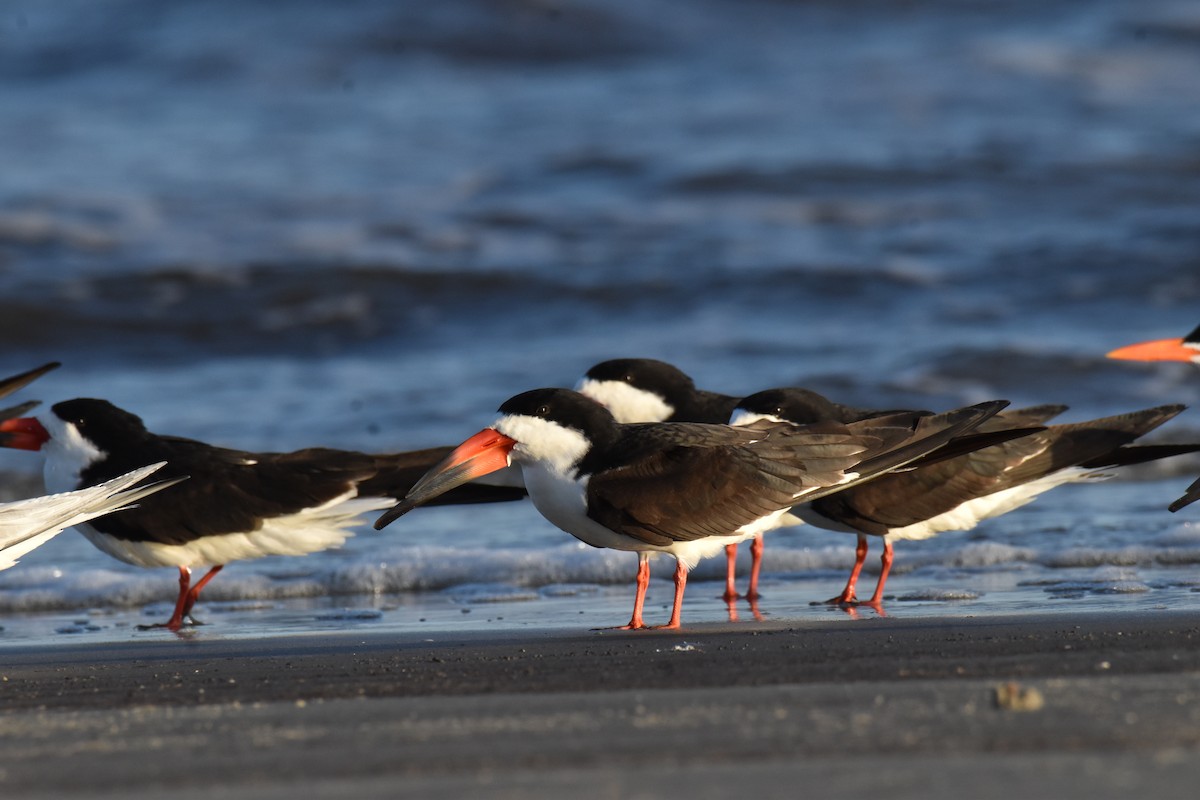 Black Skimmer - ML652883401