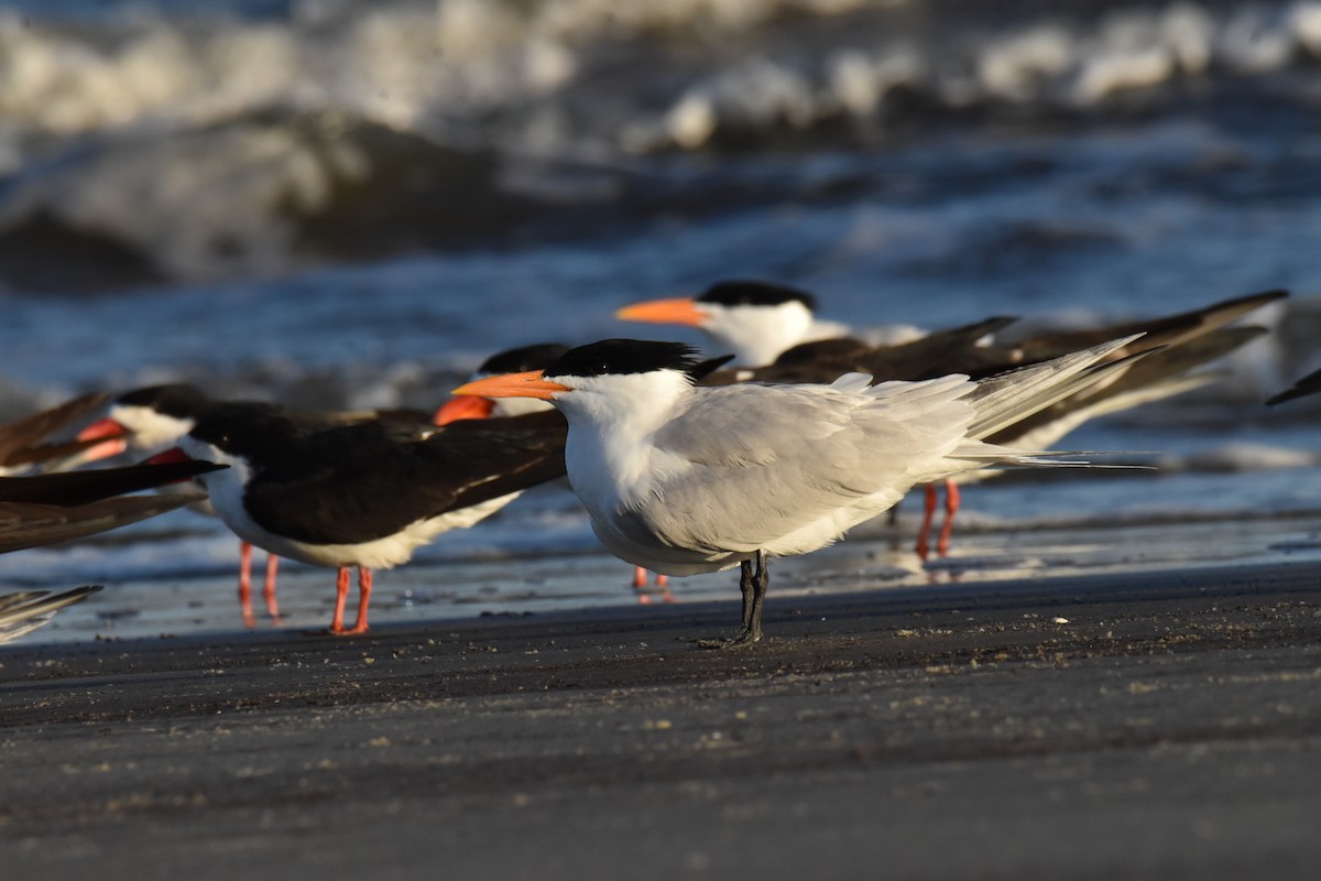 Royal Tern - ML652883420