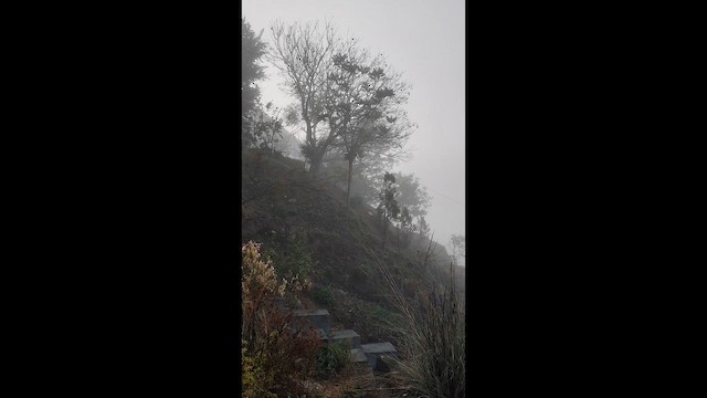 Rusty-cheeked Scimitar-Babbler - ML652883424