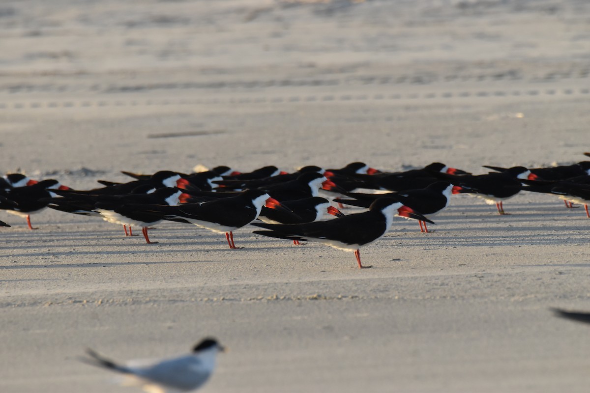 Black Skimmer - ML652883478