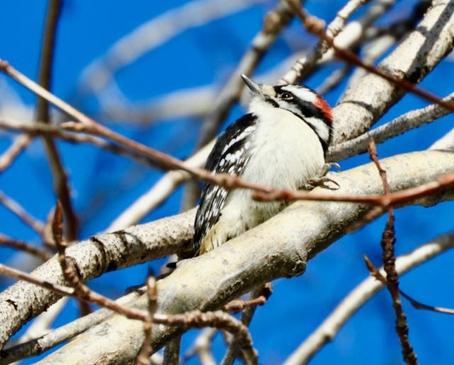 strakapoud osikový - ML652883500