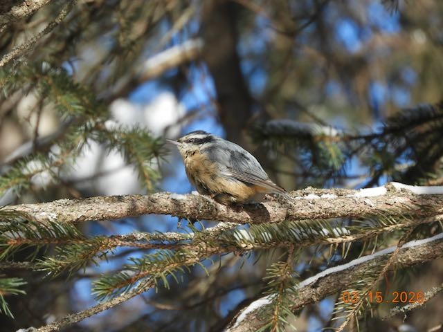 brhlík americký - ML652883507