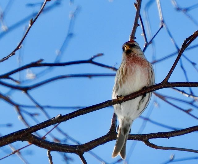 čečetka zimní - ML652883514