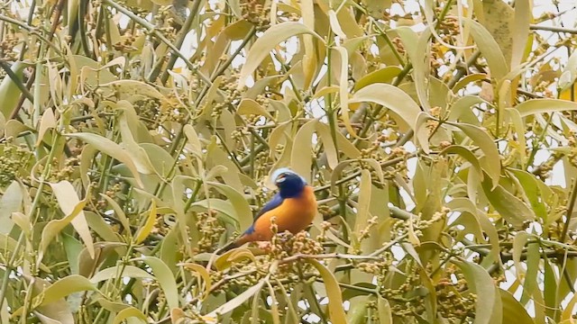 Elegant Euphonia - ML652883739