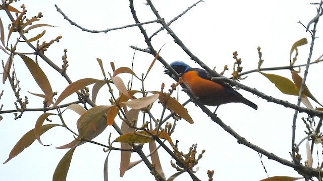 Elegant Euphonia - ML652883740