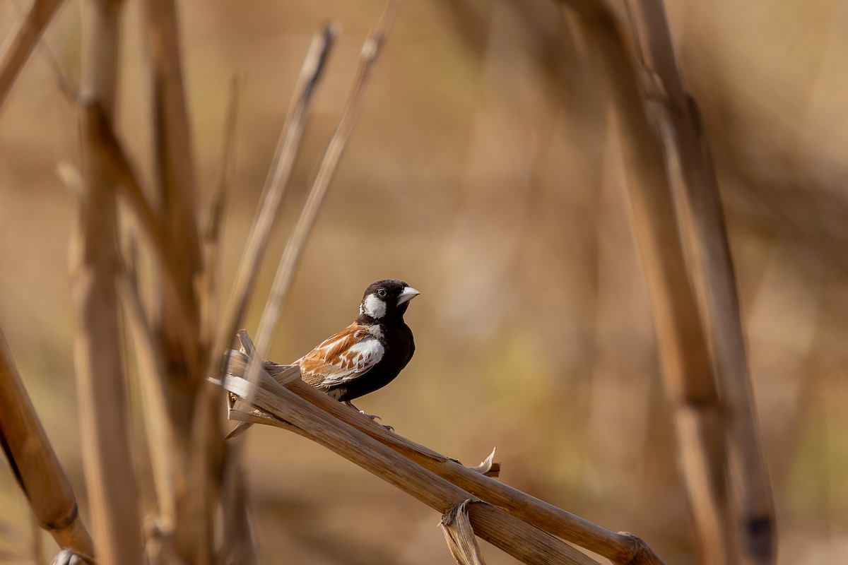 Chestnut-backed Sparrow-Lark - ML652883876