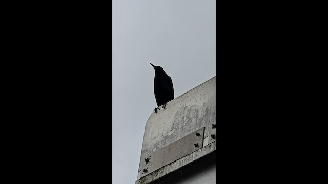 Boat-tailed Grackle - ML652883893