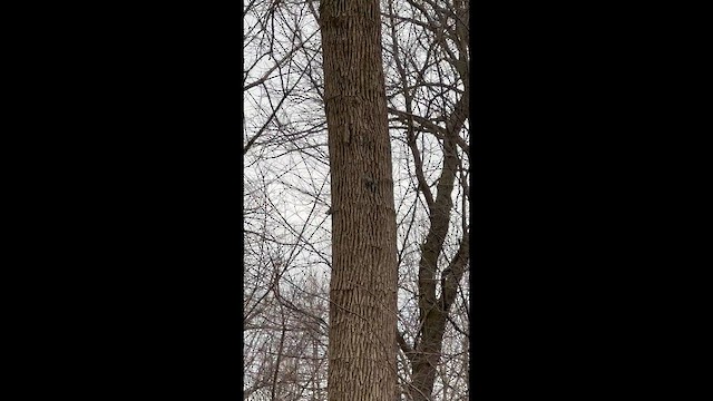 White-breasted Nuthatch - ML652884531