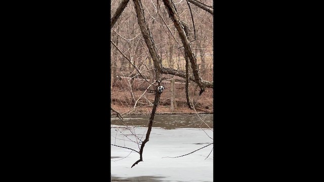Downy Woodpecker - ML652884582