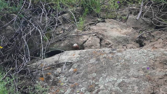 Canyon Wren - ML652884605