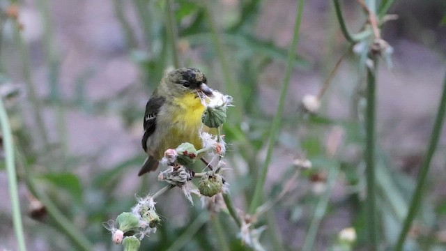 Lesser Goldfinch - ML652884700