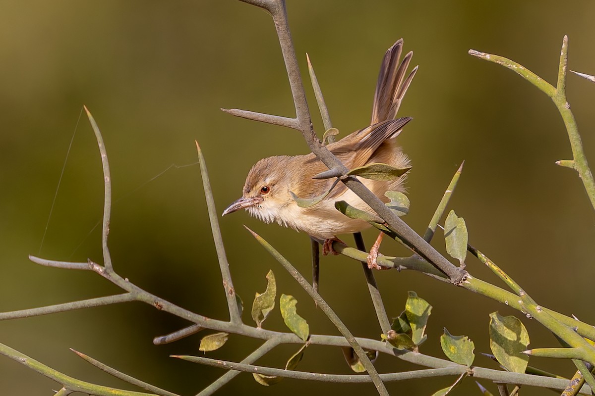 prinie afroasijská - ML652884810
