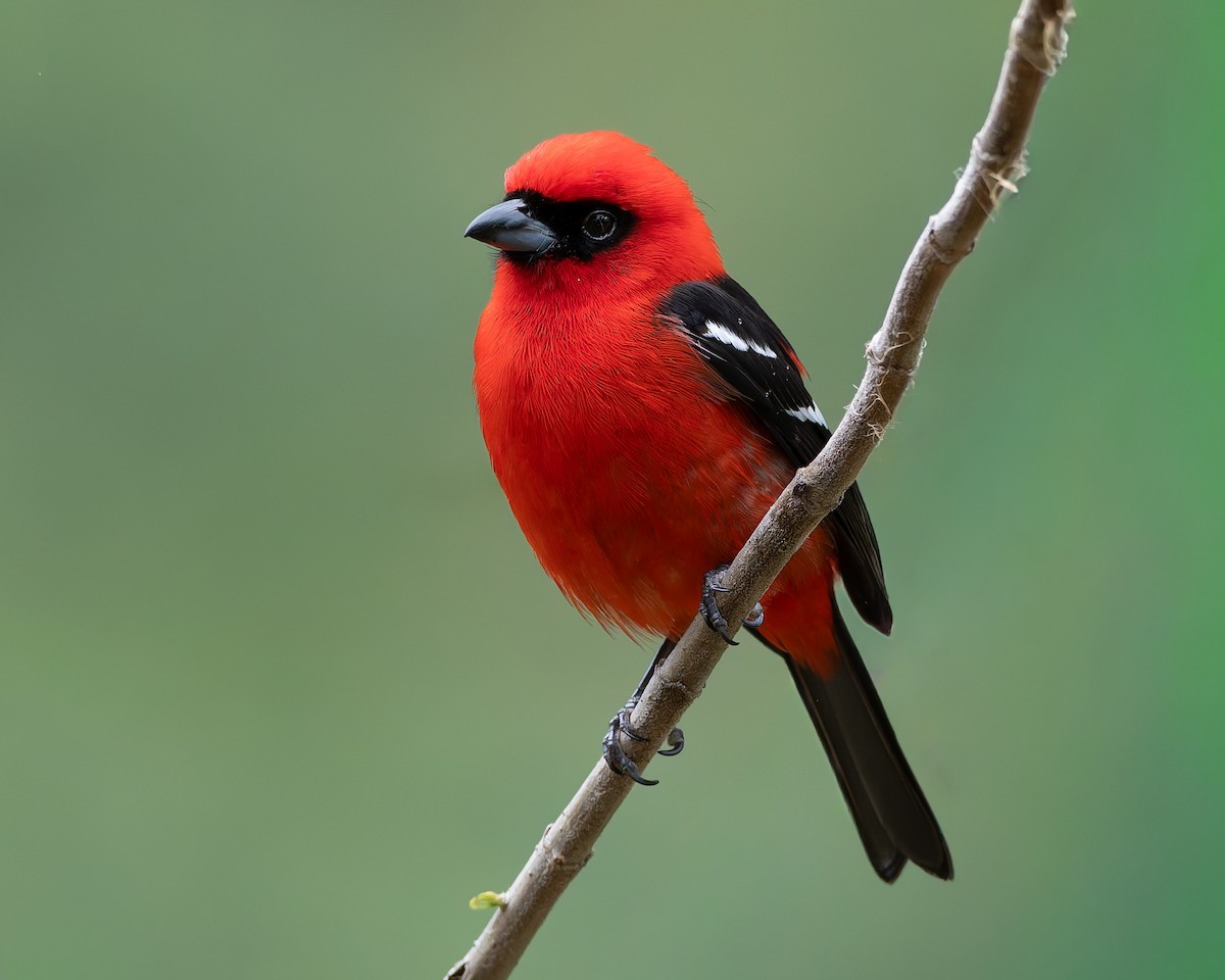 White-winged Tanager - ML652884887