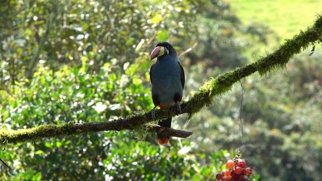 Gray-breasted Mountain-Toucan - ML652884924