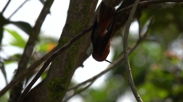 Shining Sunbeam - ML652884952